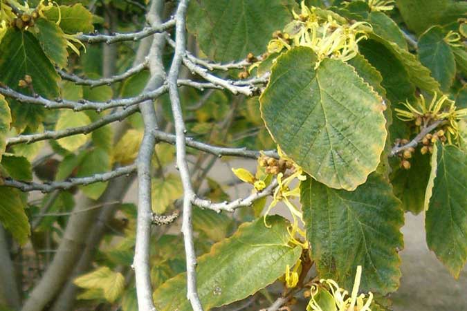 hamamelis