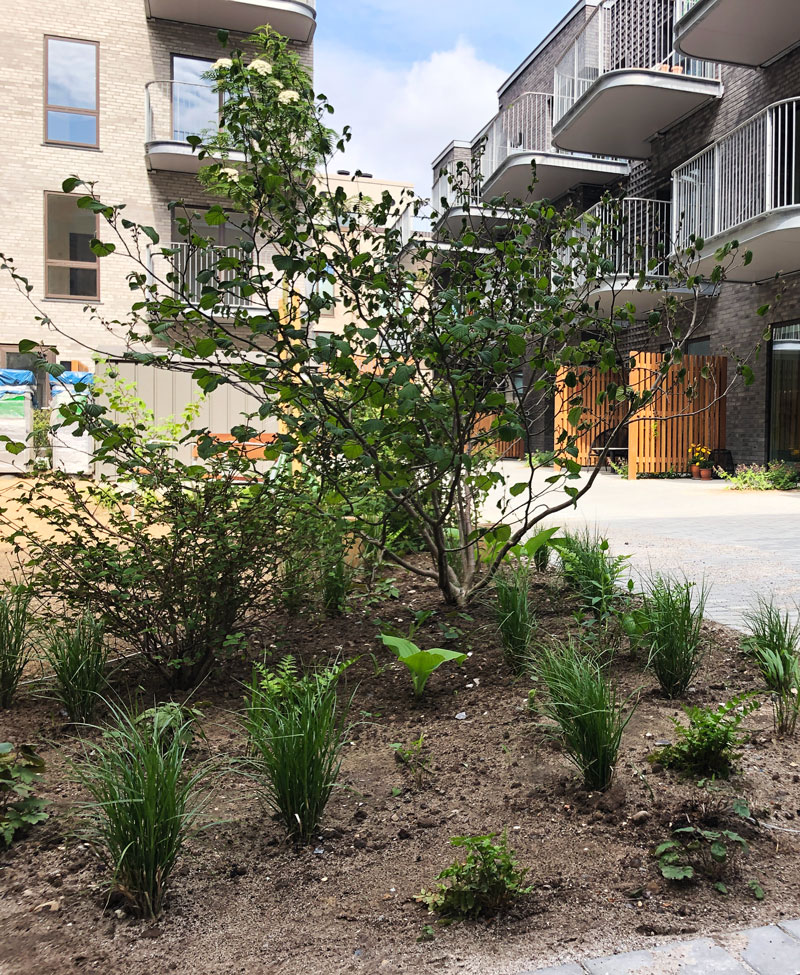 hamamelis projekt sundmolen