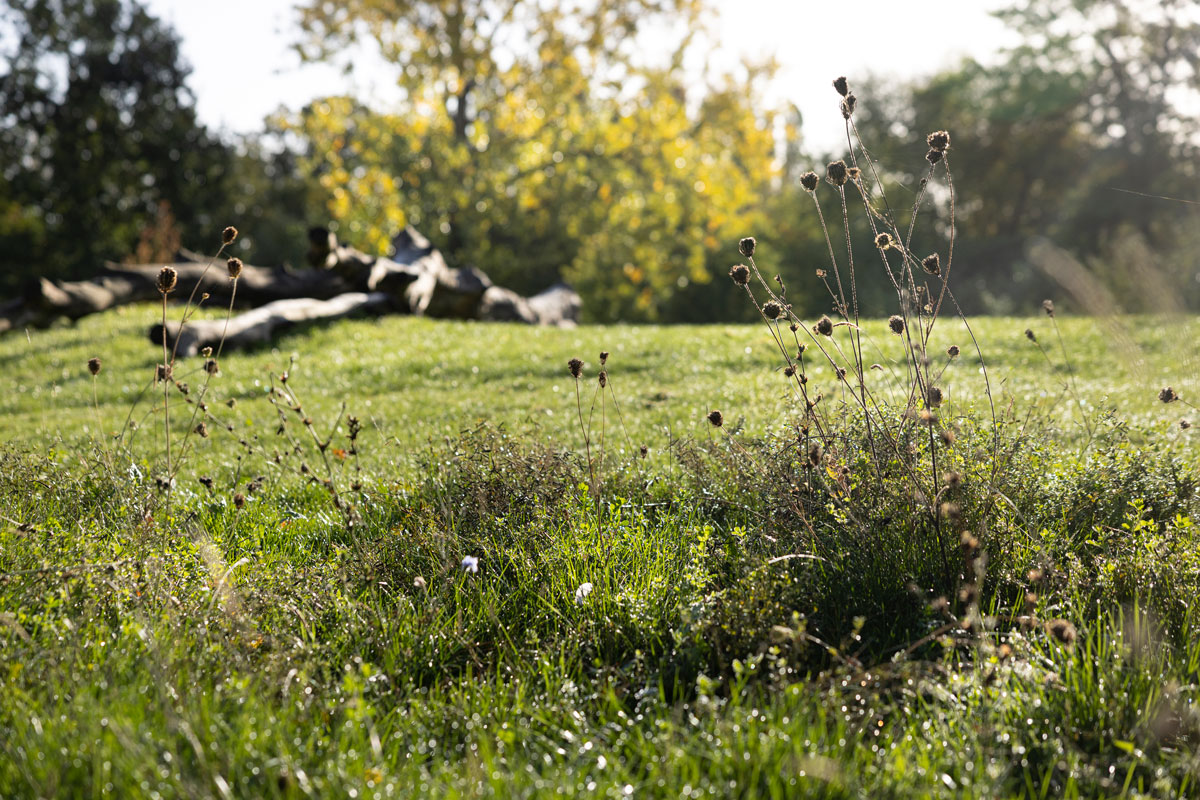 gasværksgrunden biodiversitet