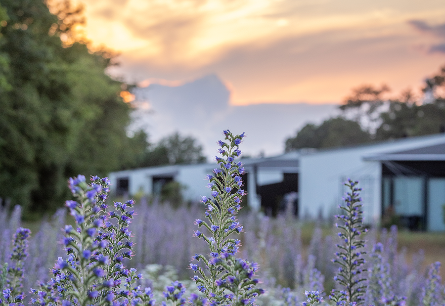 Biodiversitet og landskabsarkitektur